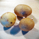 Sprouted Seed Potatoes